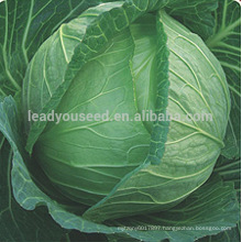 C04 Guangdao f1 hybrid early maturity green cabbage seeds in vegetable seeds